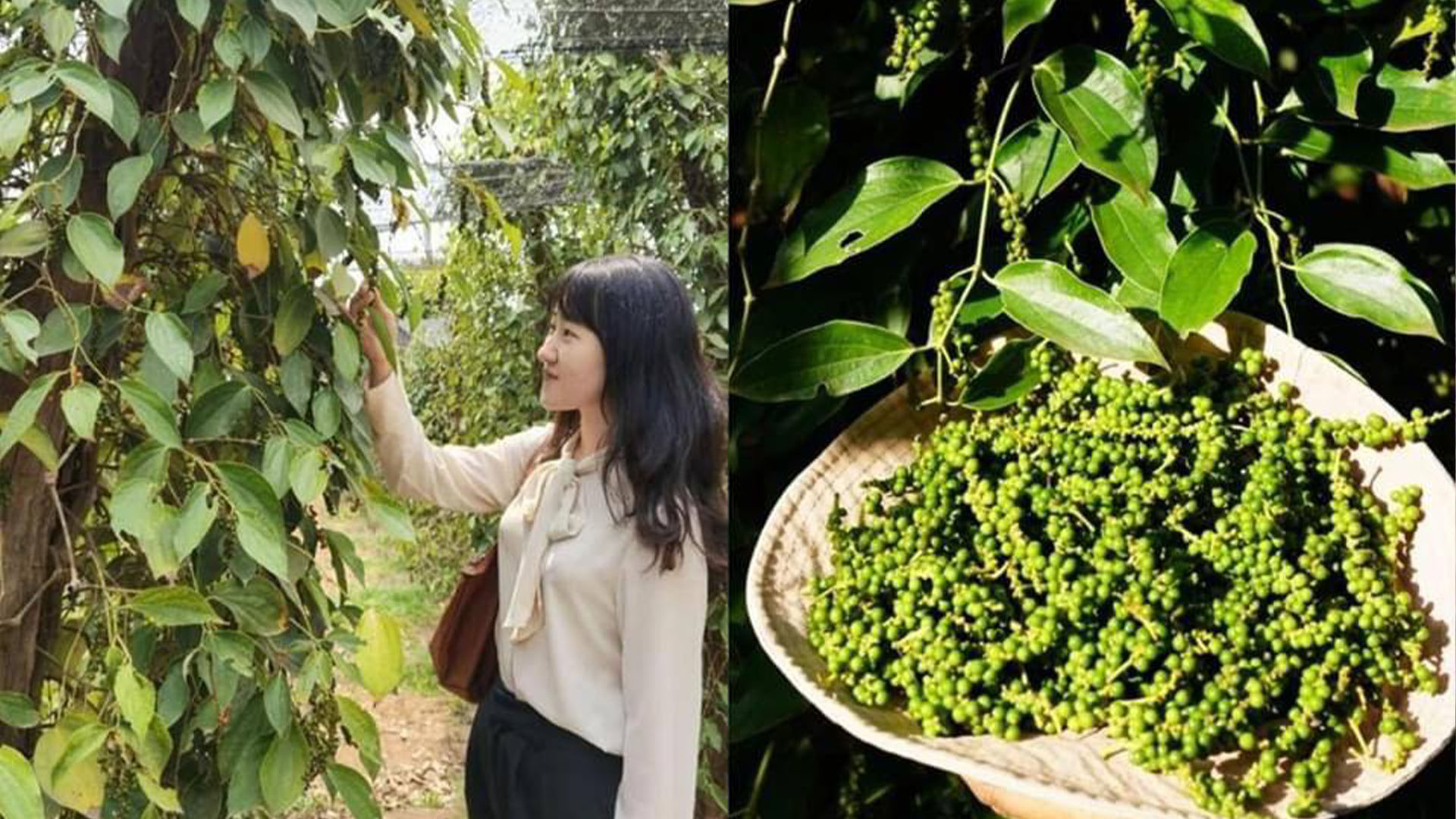 ដំណឹងល្អ! ម្រេចកម្ពុជាត្រូវបានអនុញ្ញាតឱ្យនាំចេញដោយផ្ទាល់ទៅចិន